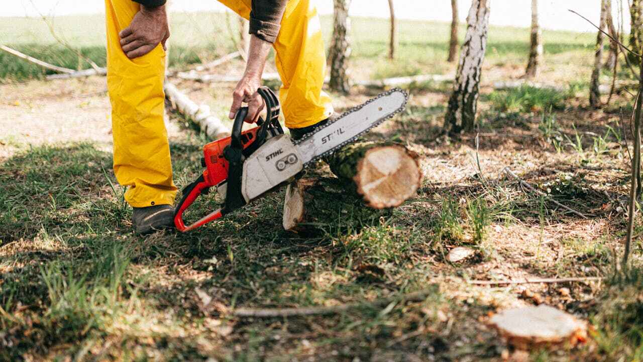 Best Professional Tree Care  in Macon, MO